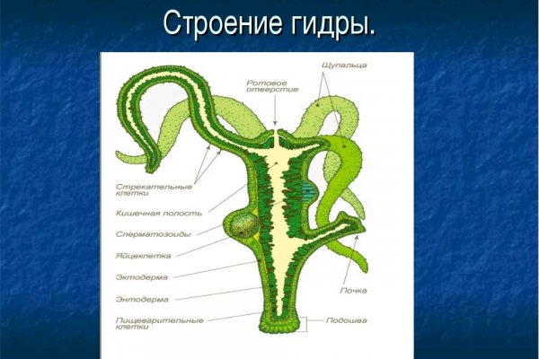 Kraken ссылка актуальная